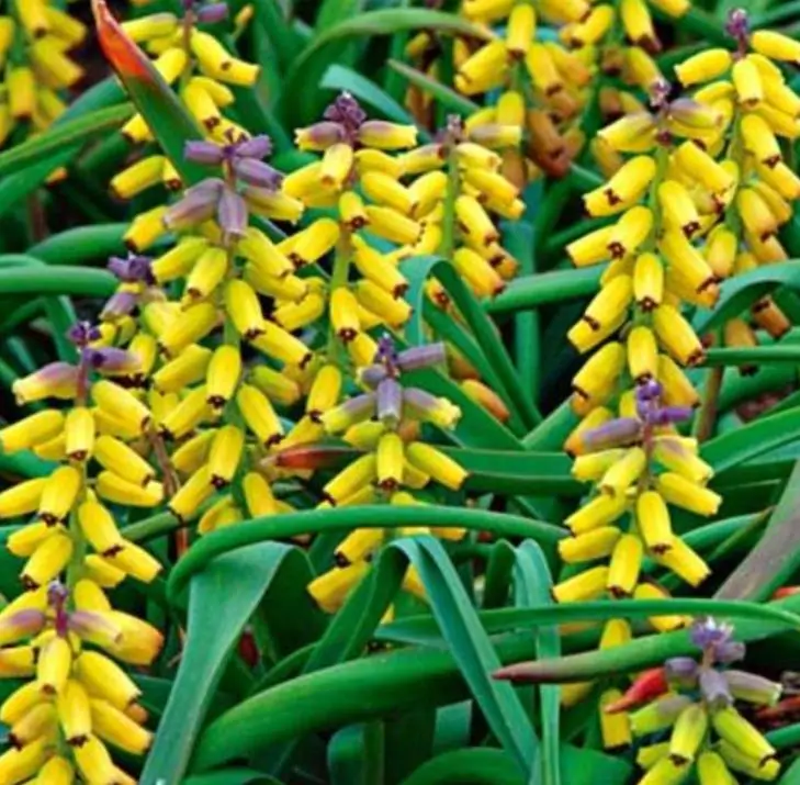 Muscari macrocarpum Golden Fragance - Jacinto Uva Dourado, Jacinto Uva Fragrância de Ouro - Imagem 3