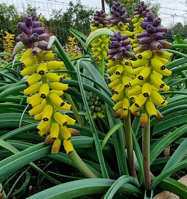 Muscari macrocarpum Golden Fragance - Jacinto Uva Dourado, Jacinto Uva Fragrância de Ouro - Imagem 4
