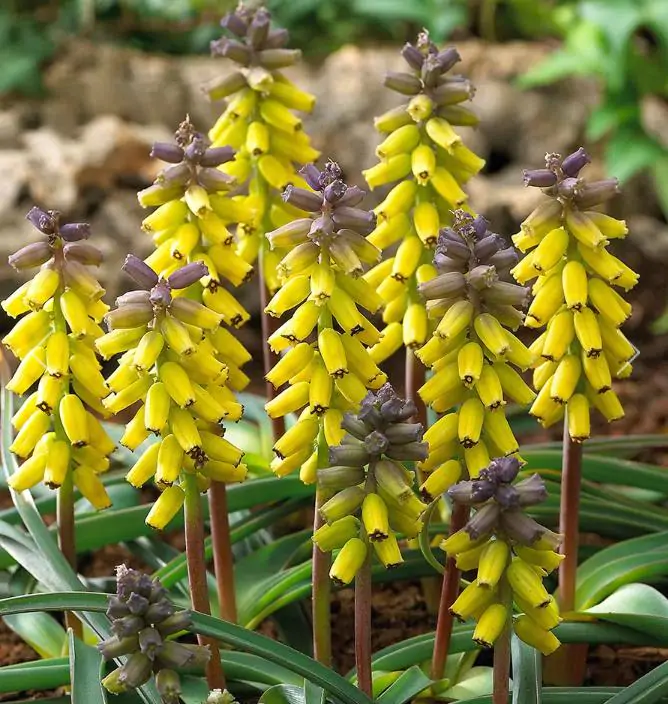 Muscari macrocarpum Golden Fragance - Jacinto Uva Dourado, Jacinto Uva Fragrância de Ouro - Imagem 5