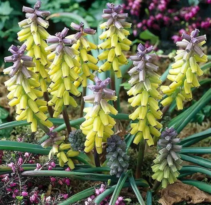 Muscari macrocarpum Golden Fragance - Jacinto Uva Dourado, Jacinto Uva Fragrância de Ouro - Imagem 6