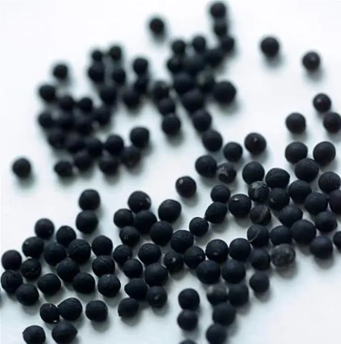 Muscari macrocarpum Golden Fragance - Jacinto Uva Dourado, Jacinto Uva Fragrância de Ouro - Imagem 8