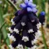 Muscari neglectum - Jacinto Uva Tricolor, Jacinto Uva Azul Negro