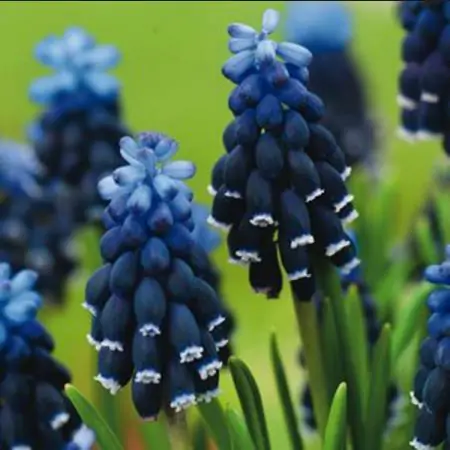 Muscari neglectum - Jacinto Uva Tricolor, Jacinto Uva Azul Negro - Image 2