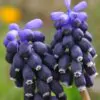 Muscari neglectum - Jacinto Uva Tricolor, Jacinto Uva Azul Negro - Image 3