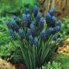 Muscari neglectum - Jacinto Uva Tricolor, Jacinto Uva Azul Negro - Image 4