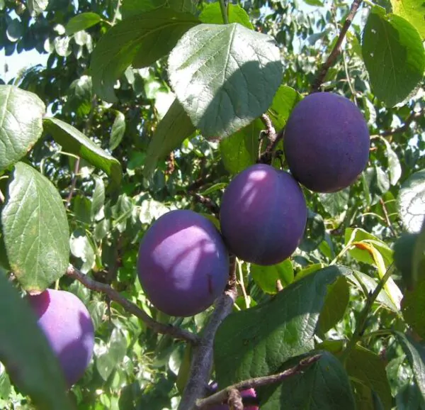 Prunus domestica 'Nutmeg Plum' - Ameixeira, Ameixa Noz-moscada, Ameixa Noz Moscada - Image 2