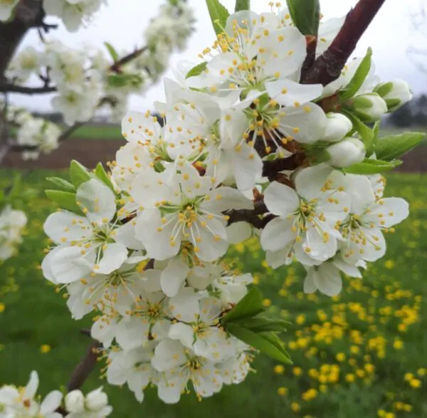 Prunus domestica 'Nutmeg Plum' - Ameixeira, Ameixa Noz-moscada, Ameixa Noz Moscada - Image 5