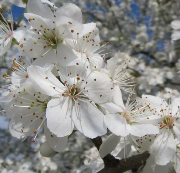 Prunus domestica 'Nutmeg Plum' - Ameixeira, Ameixa Noz-moscada, Ameixa Noz Moscada - Image 6