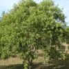Santalum album - Sândalo Indiano - Image 9