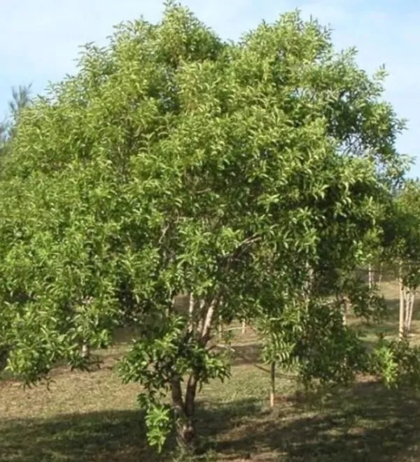 Santalum album - Sândalo Indiano - Image 9