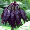 Tacca Cchantrieri - Flor Morcego Negra, Orquídea Negra, Bat flower, Flor de orquídea - Image 2
