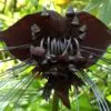 Tacca Cchantrieri - Flor Morcego Negra, Orquídea Negra, Bat flower, Flor de orquídea - Image 3