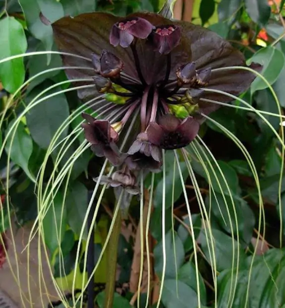 Tacca Cchantrieri - Flor Morcego Negra, Orquídea Negra, Bat flower, Flor de orquídea - Image 4