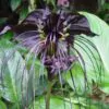 Tacca Cchantrieri - Flor Morcego Negra, Orquídea Negra, Bat flower, Flor de orquídea - Image 5