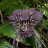 Tacca Cchantrieri - Flor Morcego Negra, Orquídea Negra, Bat flower, Flor de orquídea - Image 6