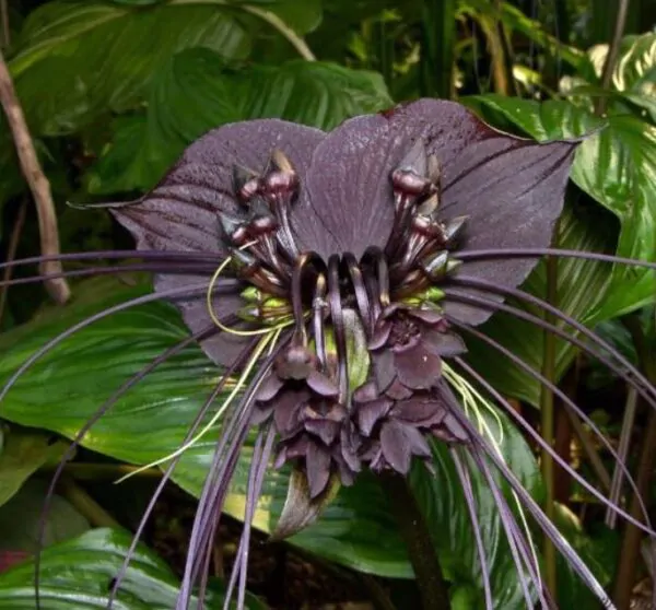 Tacca Cchantrieri - Flor Morcego Negra, Orquídea Negra, Bat flower, Flor de orquídea - Image 6