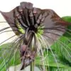 Tacca Cchantrieri - Flor Morcego Negra, Orquídea Negra, Bat flower, Flor de orquídea - Image 7