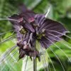 Tacca Cchantrieri - Flor Morcego Negra, Orquídea Negra, Bat flower, Flor de orquídea - Image 8