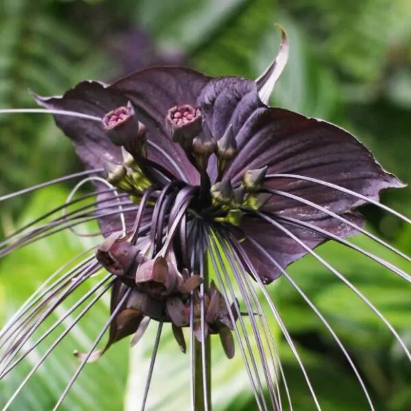 Tacca Cchantrieri - Flor Morcego Negra, Orquídea Negra, Bat flower, Flor de orquídea - Image 8