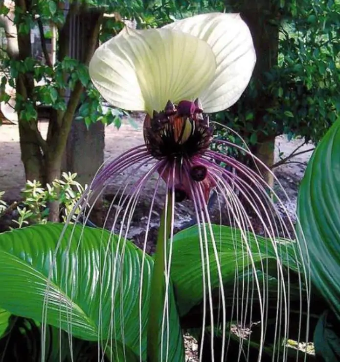 Tacca Nivea - Flor Morcego Branca, Orquídea Branca, Bat Flower, Flor de Orquídea Branca