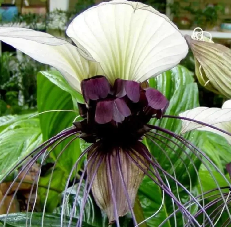 Tacca Nivea - Flor Morcego Branca, Orquídea Branca, Bat Flower, Flor de Orquídea Branca - Imagem 2