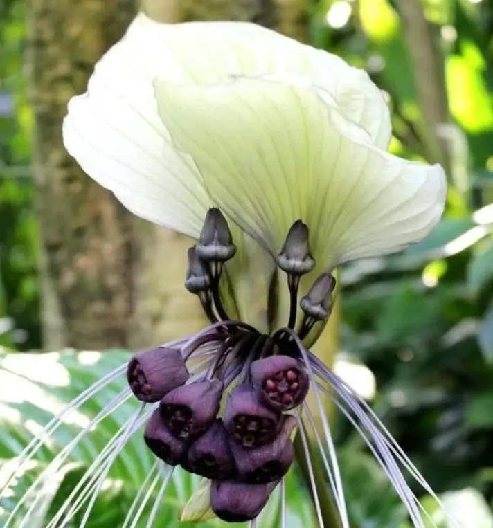 Tacca Nivea - Flor Morcego Branca, Orquídea Branca, Bat Flower, Flor de Orquídea Branca - Imagem 3