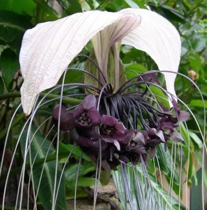 Tacca Nivea - Flor Morcego Branca, Orquídea Branca, Bat Flower, Flor de Orquídea Branca - Imagem 4
