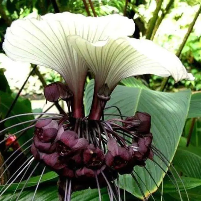 Tacca Nivea - Flor Morcego Branca, Orquídea Branca, Bat Flower, Flor de Orquídea Branca - Imagem 6