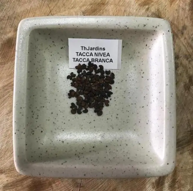 Tacca Nivea - Flor Morcego Branca, Orquídea Branca, Bat Flower, Flor de Orquídea Branca - Imagem 8