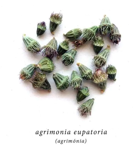 Agrimonia eupatoria - Eupatória, Erva Milagrosa, Erva dos Gregos, Erva Hepática, Campanários de Igreja - Imagem 2