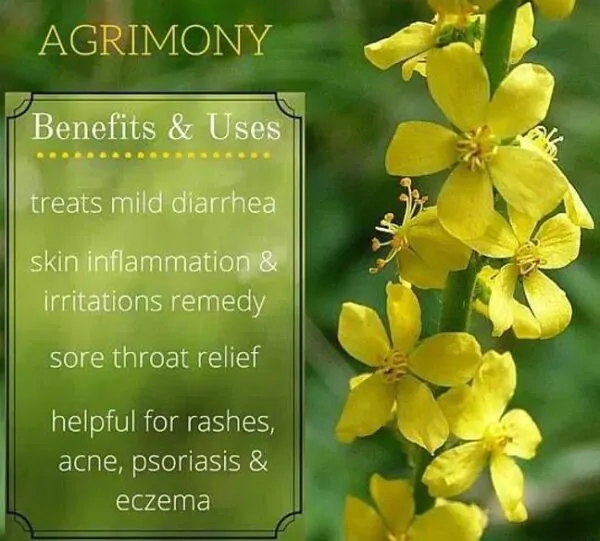 Agrimonia eupatoria - Eupatória, Erva Milagrosa, Erva dos Gregos, Erva Hepática, Campanários de Igreja - Imagem 8
