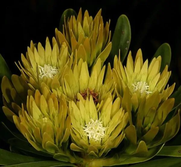 Aulax umbellata - Protea Aulax Umbellata, Featherbush, Broad-leaf Featherbush