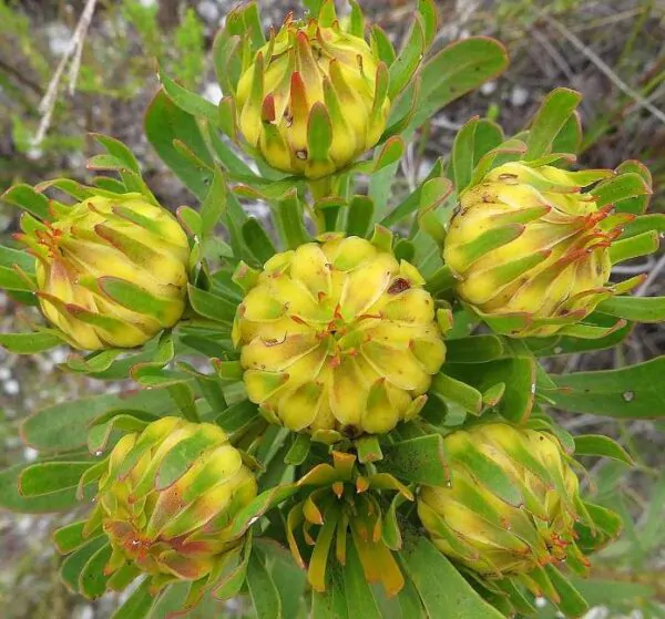 Aulax umbellata - Protea Aulax Umbellata, Featherbush, Broad-leaf Featherbush - Imagem 2