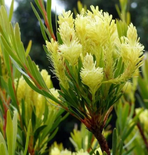 Aulax umbellata - Protea Aulax Umbellata, Featherbush, Broad-leaf Featherbush - Imagem 4