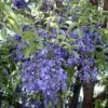 Bolusanthus speciosus - Wisteria Africana, Árvore Glicínia da Rodésia, Árvore Madeira Elefante - Image 2