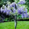 Bolusanthus speciosus - Wisteria Africana, Árvore Glicínia da Rodésia, Árvore Madeira Elefante