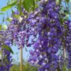 Bolusanthus speciosus - Wisteria Africana, Árvore Glicínia da Rodésia, Árvore Madeira Elefante - Image 3