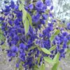 Bolusanthus speciosus - Wisteria Africana, Árvore Glicínia da Rodésia, Árvore Madeira Elefante - Image 4