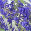 Bolusanthus speciosus - Wisteria Africana, Árvore Glicínia da Rodésia, Árvore Madeira Elefante - Image 5