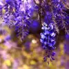 Bolusanthus speciosus - Wisteria Africana, Árvore Glicínia da Rodésia, Árvore Madeira Elefante - Image 6