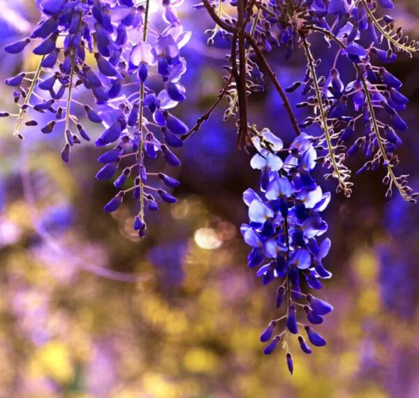 Bolusanthus speciosus - Wisteria Africana, Árvore Glicínia da Rodésia, Árvore Madeira Elefante - Image 6