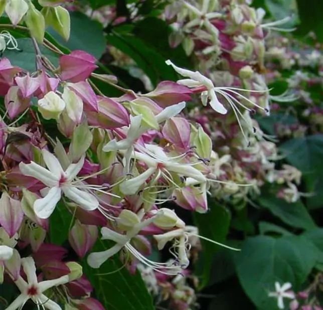Clerodendrum trichotomum 'Fargesii' - Clerodendro Glorioso, Clerodendro Arlequim, Árvore Manteiga de Amendoim, Arlequi - Imagem 4