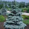 Picea pungens 'Glauca Blue' - Pinheiro Abeto Azul, Pinheiro Azul Prata do Colorado, Pinheiro Azul - Image 2