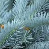 Picea pungens 'Glauca Blue' - Pinheiro Abeto Azul, Pinheiro Azul Prata do Colorado, Pinheiro Azul - Image 3