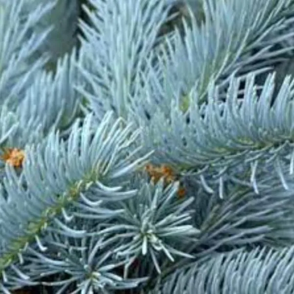 Picea pungens 'Glauca Blue' - Pinheiro Abeto Azul, Pinheiro Azul Prata do Colorado, Pinheiro Azul - Image 3