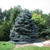 Picea pungens 'Glauca Blue' - Pinheiro Abeto Azul, Pinheiro Azul Prata do Colorado, Pinheiro Azul - Image 6