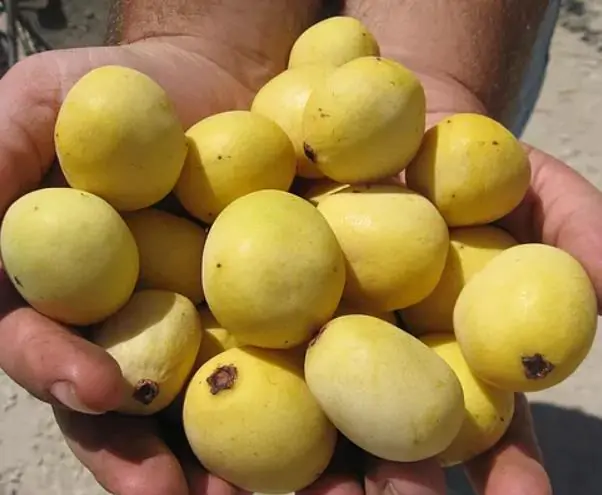 Sclerocarya birrea ssp. Caffra - Marula, Amarula, Árvore fruto do licor de Amarula - Imagem 4