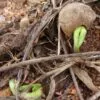 Sclerocarya birrea ssp. Caffra - Marula, Amarula, Árvore fruto do licor de Amarula - Image 7