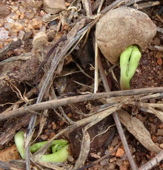 Sclerocarya birrea ssp. Caffra - Marula, Amarula, Árvore fruto do licor de Amarula - Image 7