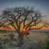 Sclerocarya birrea ssp. Caffra - Marula, Amarula, Árvore fruto do licor de Amarula - Image 9
